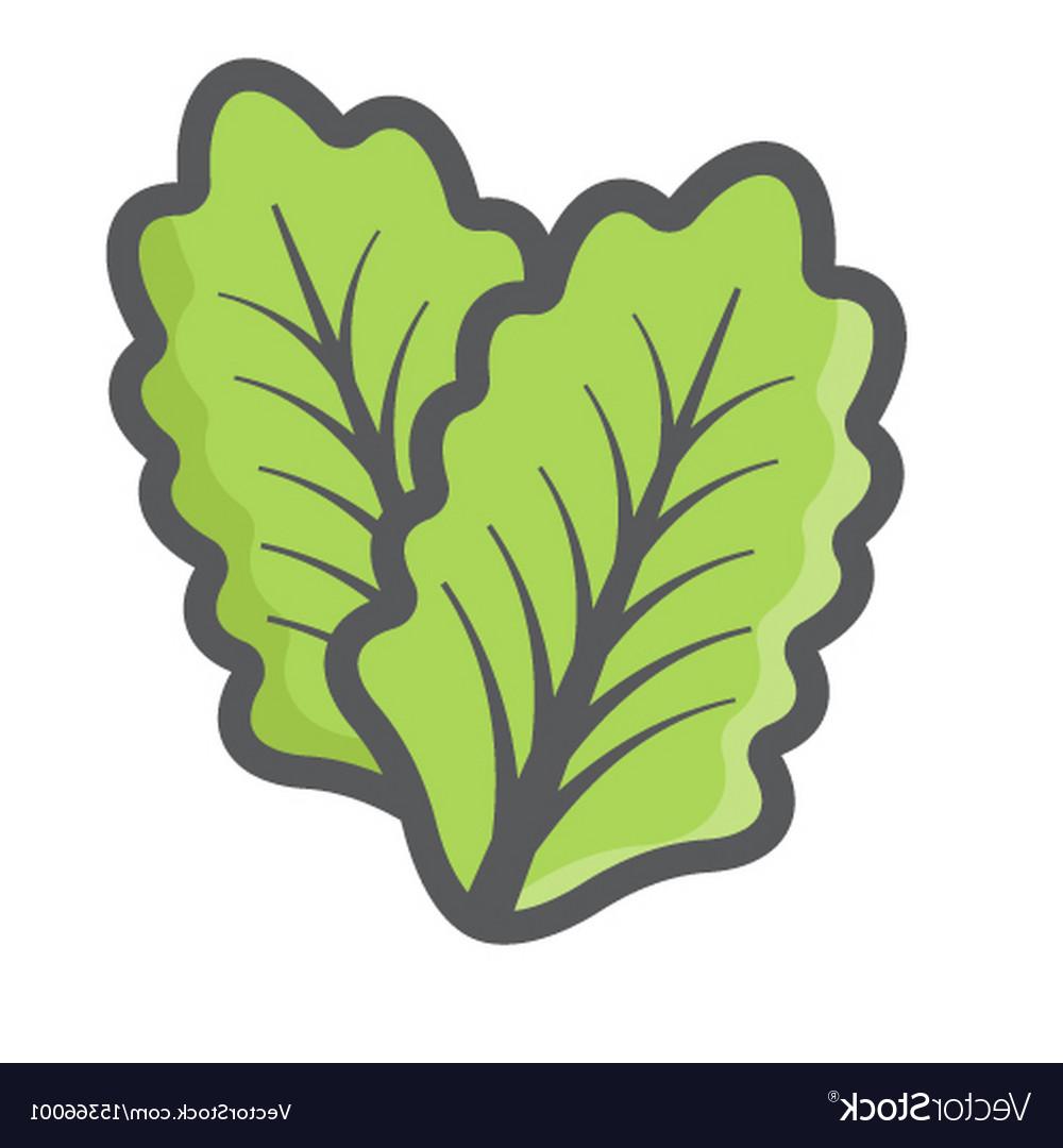 1000x1080 Best Vector Leaf Lettuce Vector Design Free Vector Art, Images