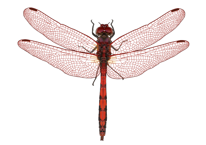 700x495 Libelulas Png Vector, Clipart