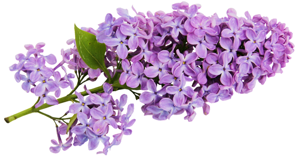 Lilac Vector