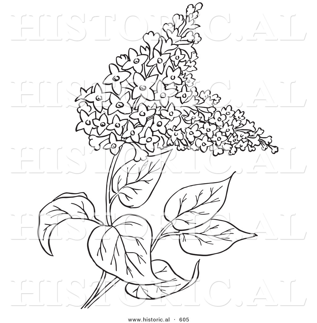 1024x1044 Historical Vector Illustration Of Lilac Flowers