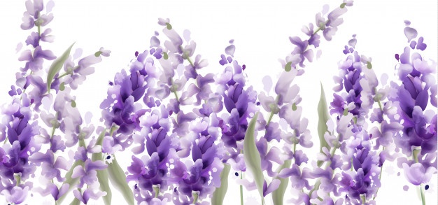 626x293 Lilac Vectors, Photos And Free Download