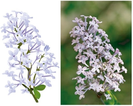463x368 Lilac Flower Vectors Free Vector Download