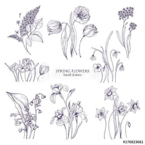 500x500 Set Of Gorgeous Botanical Drawings Of Spring Flowers