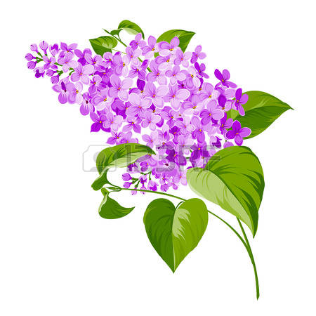 450x450 Lilac Bush Stock Vector Illustration