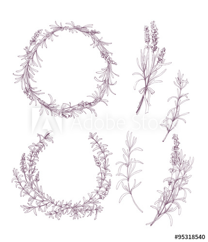 429x500 Vector Set Of Ink Hand Drawn Lavender Illustration In Lilac Color