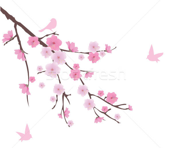 600x517 Cherry Blossom Vector Illustration Lilac