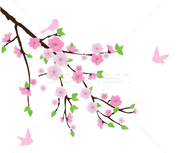 600x517 Cherry Blossom Vector Illustration Lilac