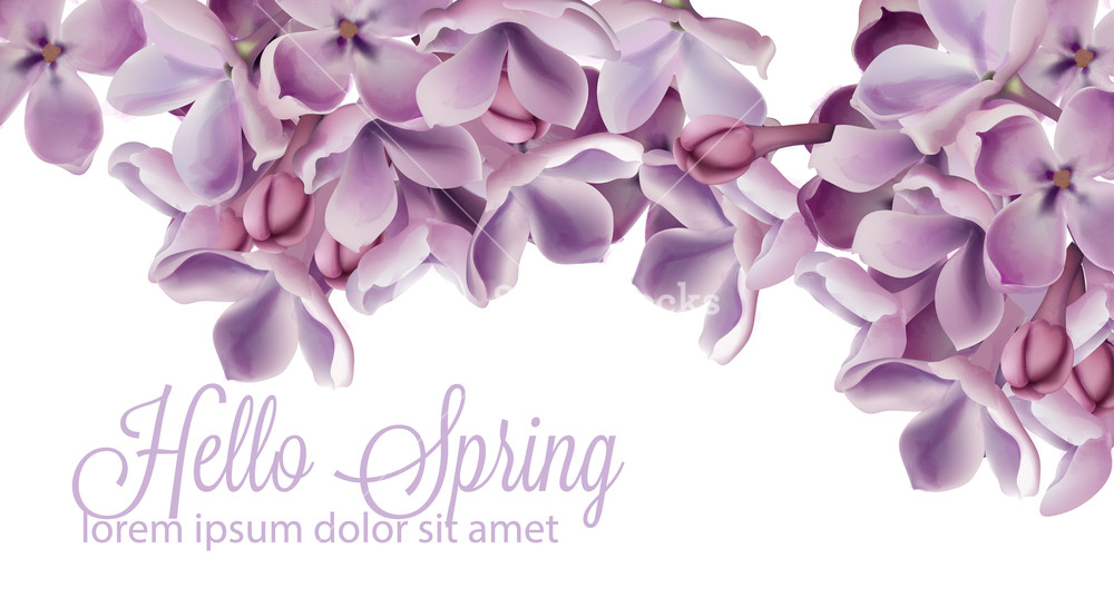 1000x545 Hello Spring Background With Purple Lilac Flowers Vector