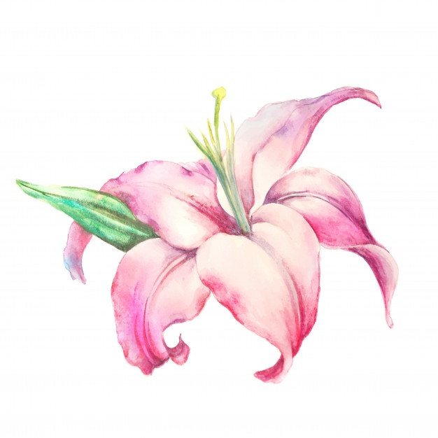 Lily Vectors, Photos And Free Download 626x626 Lily Vectors, Photos And Free Download