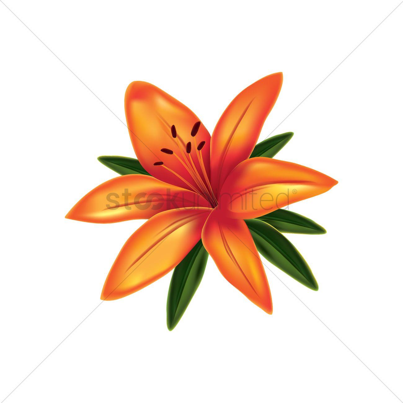 Lily Flower Vector Image 1300x1300 Lily Flower Vector Image