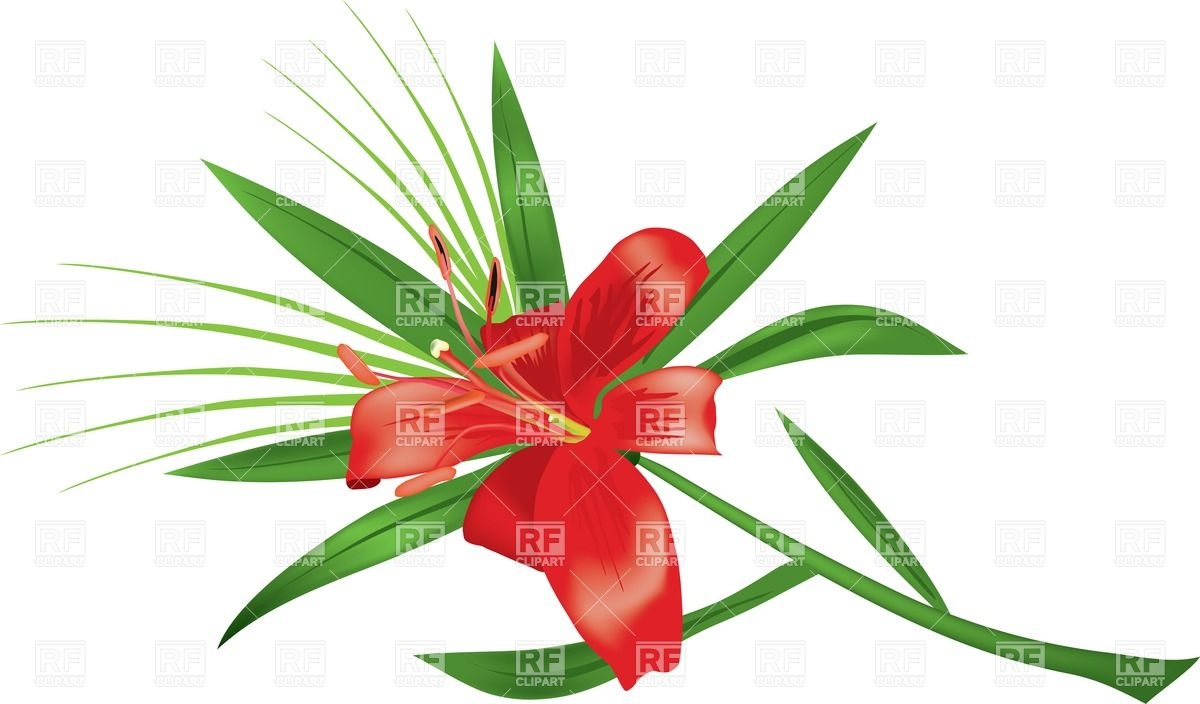 Lily Flower Vector Image Of Plants And Animals Boroda 1200x704 Lily Flower Vector Image Of Plants And Animals Boroda
