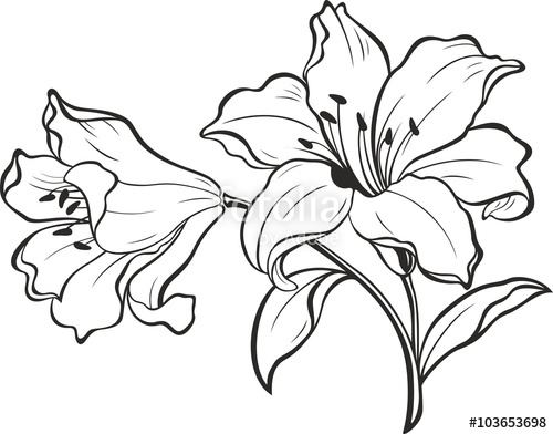 Lily Flowers Blooming Lily Card Or Floral Background 500x392 Lily Flowers Blooming Lily Card Or Floral Background