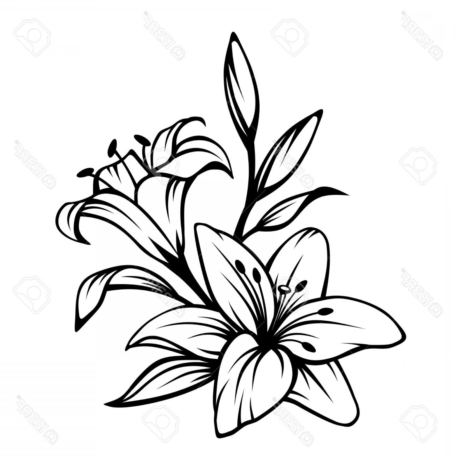 Photostock Vector Vector Black Contour Of Lily Flowers Isolated 1560x1560 Photostock Vector Vector Black Contour Of Lily Flowers Isolated