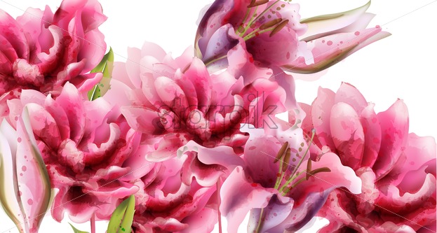 Pink Lily Flowers Vector Watercolor Summer Floral Background 623x333 Pink Lily Flowers Vector Watercolor Summer Floral Background