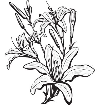 Sketch Of Lily Flowers Vector 380x400 Sketch Of Lily Flowers Vector