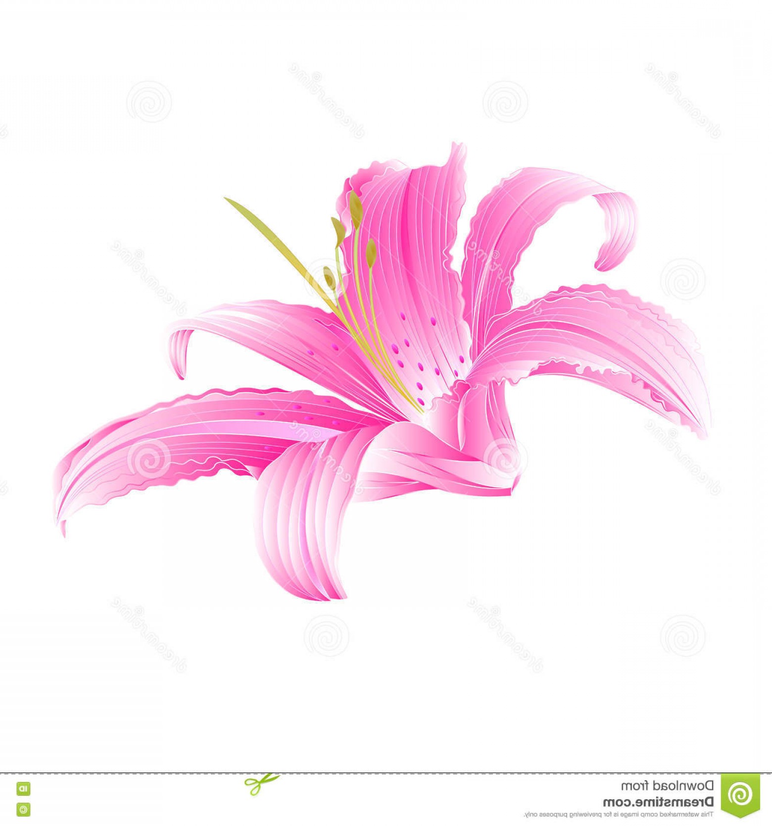 Stock Illustration Pink Flower Lily Vector Spring Daylily 1560x1668 Stock Illustration Pink Flower Lily Vector Spring Daylily