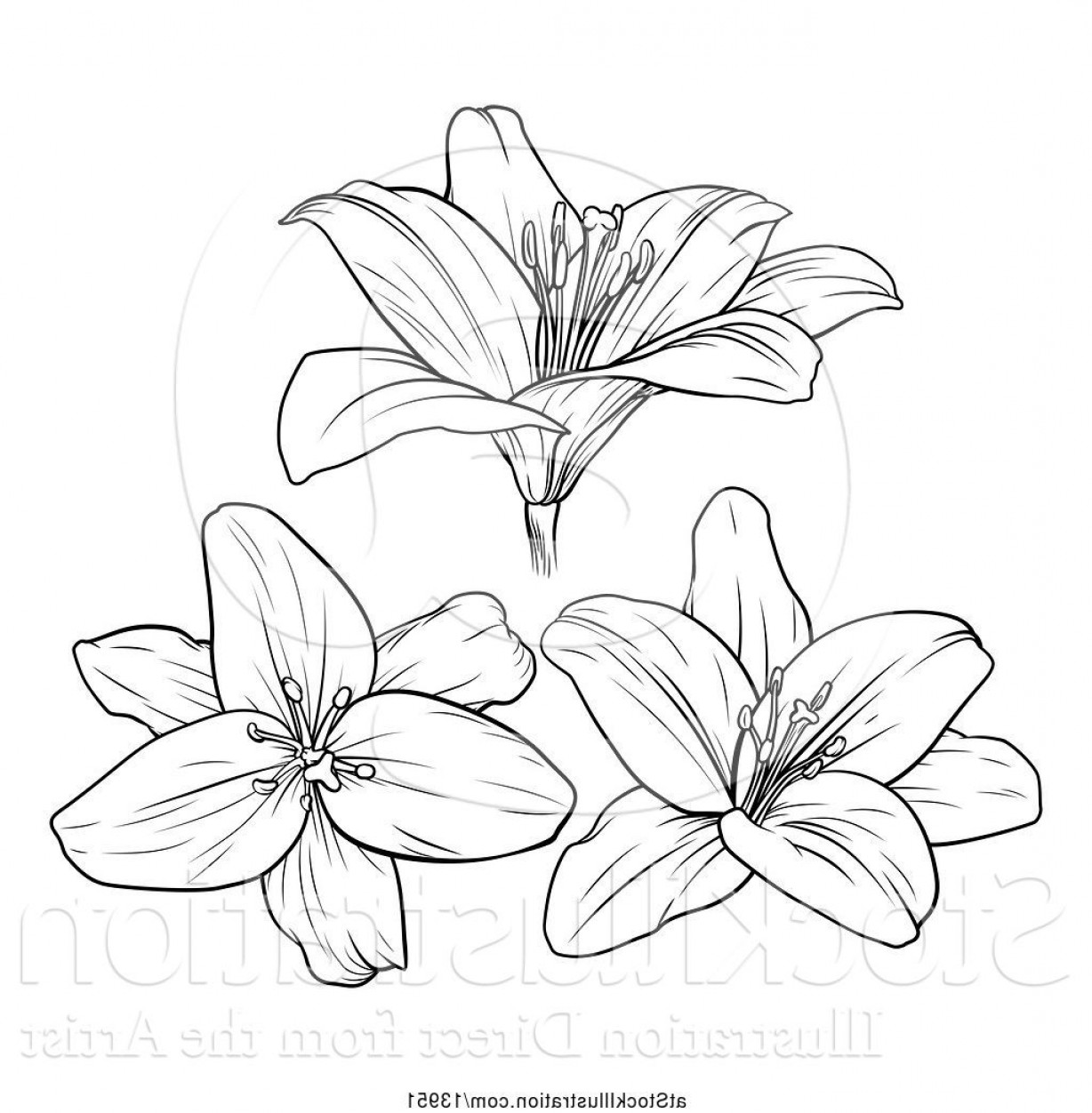 Vector Illustration Of Black And White Lily Flowers 1228x1252 Vector Illustration Of Black And White Lily Flowers