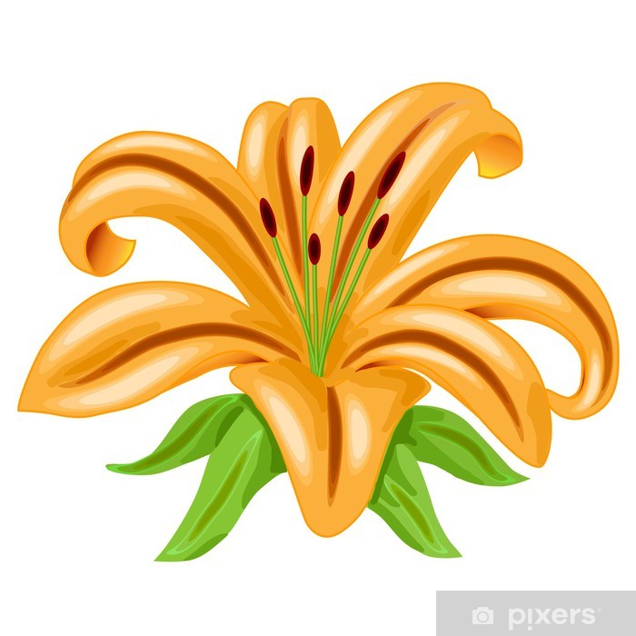 Orange Lily Flower Vector Wall Mural 700x700 Orange Lily Flower Vector Wall Mural