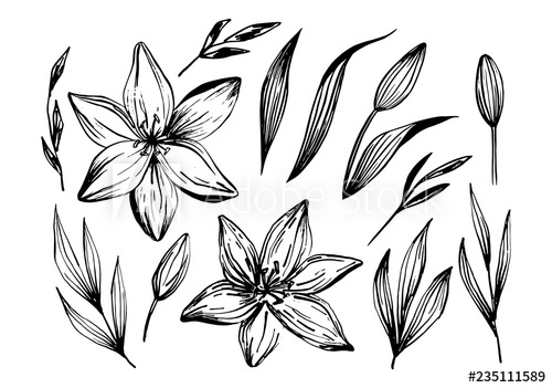 Hand Drawn Lilies Flowers Isolated On A White Background Lily 500x351 Hand Drawn Lilies Flowers Isolated On A White Background Lily