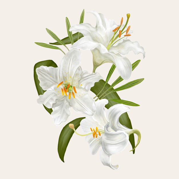 Illustration Drawing Of Lily Flowers Vector Premium Download 626x626 Illustration Drawing Of Lily Flowers Vector Premium Download
