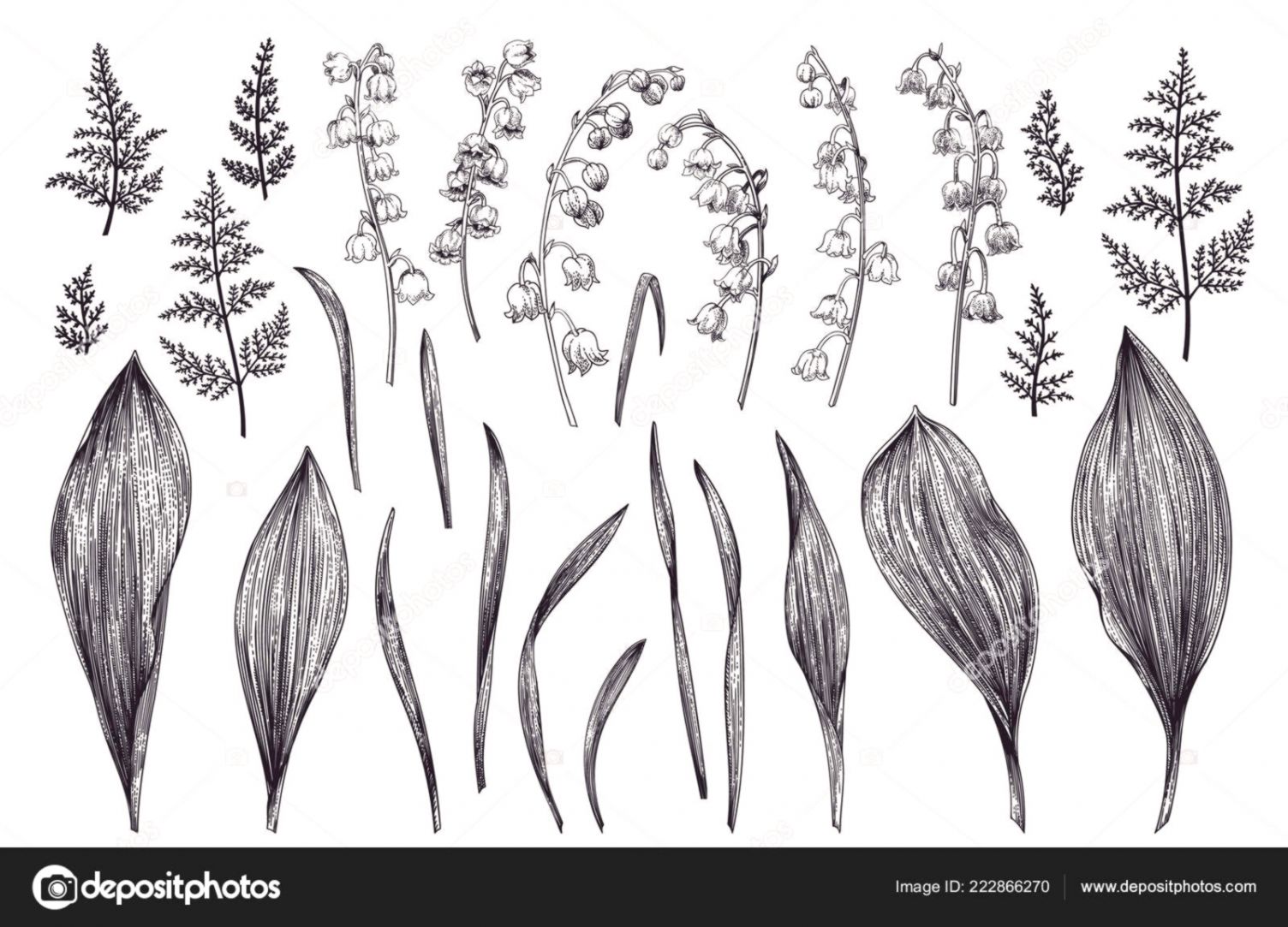 1504x1083 Images Of Lily Of The Valley Flowers Like Wallpapers