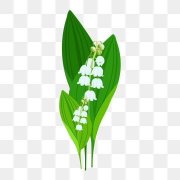 360x360 Lily Of The Valley Png, Vector, And Clipart With Transparent