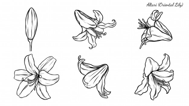 626x351 Lily Valley Vectors, Photos And Free Download