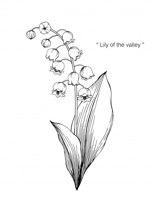 626x782 Lily Of The Valley Flower Drawing Illustration Vector Premium