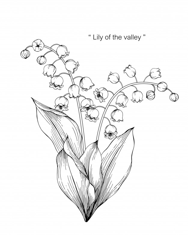 626x782 Lily Of The Valley Flower Drawing Illustration Vector Premium