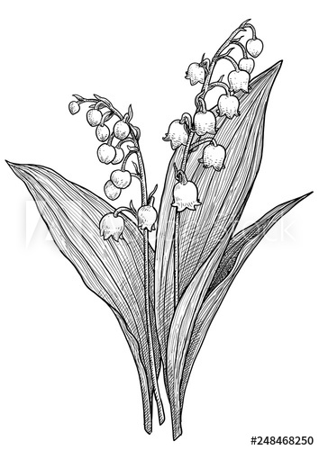 354x500 Lily Of The Valley Illustration, Drawing, Engraving, Ink, Line Art