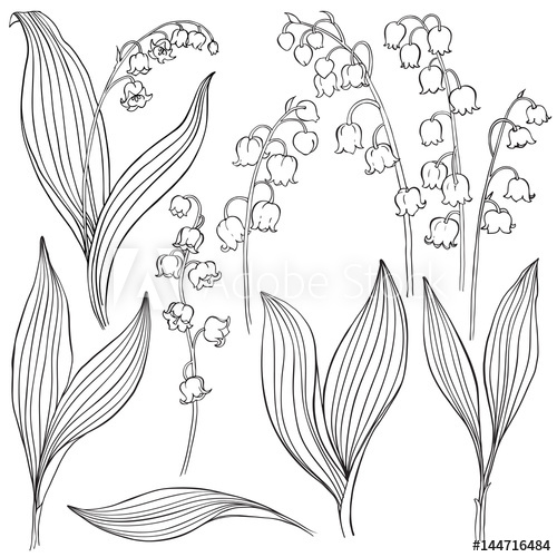 500x500 Lily Of The Valley Vector Illustration, Isolated Floral Elements