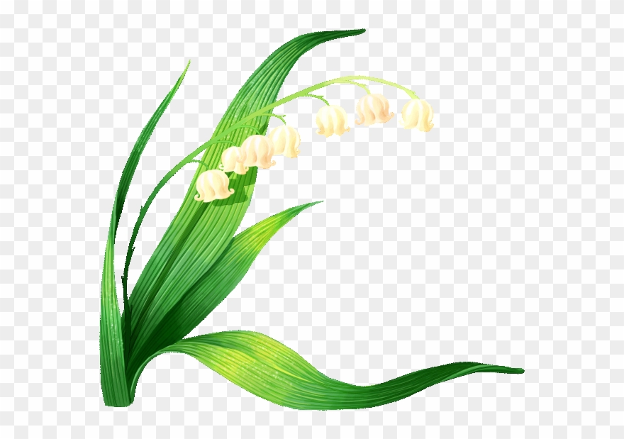 880x619 Muguet
