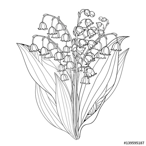 500x500 Vector Bouquet With Outline Lily Of The Valley Or Convallaria