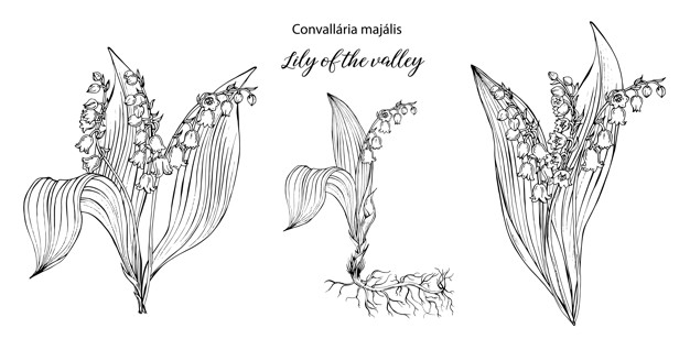 626x308 Vector Floral Black And White Compositions With Lily Of The Valley