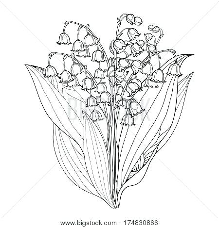 450x470 Lily Outline