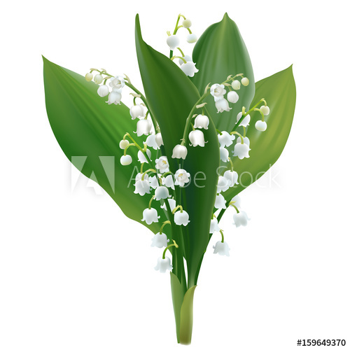500x500 Convallaria Majalis