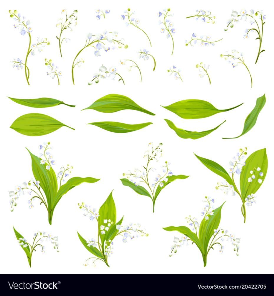930x1004 Google Images Lily Of The Valley Wallpapers Sensei