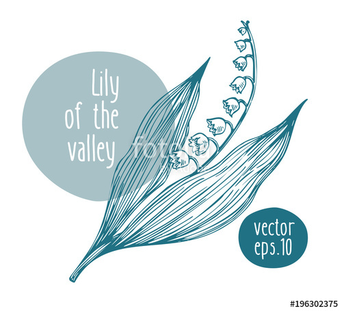 500x455 Hand Drawn Vintage Lily Of The Valley Vector Blooming Flower