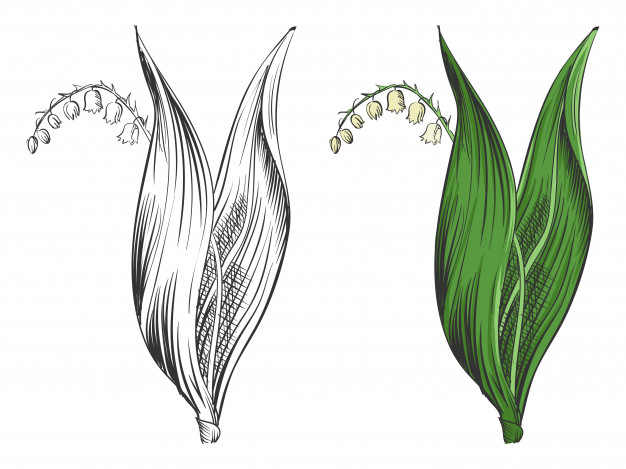 626x469 May Lily Silhouette Vector Premium Download