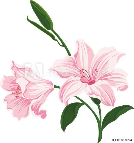 468x500 Beautiful Blooming Lily Flowers Floral Postcard Wedding Elements