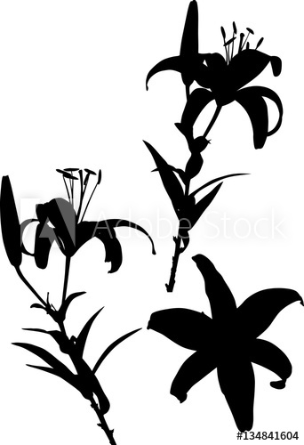 342x500 Black Three Lily Silhouettes On White
