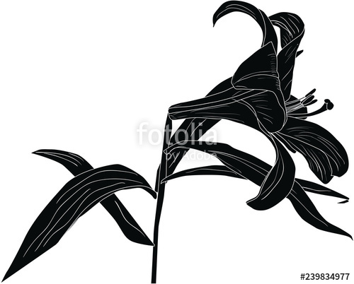 500x402 Isolated On White Black Lily Flower Single Silhouette Stock Image