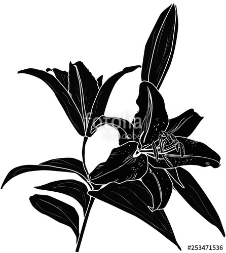 446x500 Lily Flower Silhouette With Bud And Two Blooms On White Stock