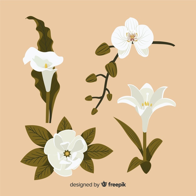 626x626 Lily Vectors, Photos And Free Download