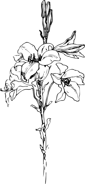 276x595 Lily Clip Art