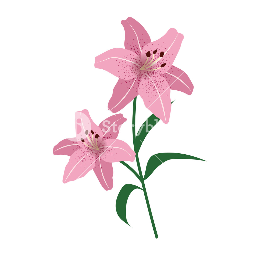 1000x1000 Nature Flower Pink Lily, Vector Botanic Garden Floral Leaf Plant