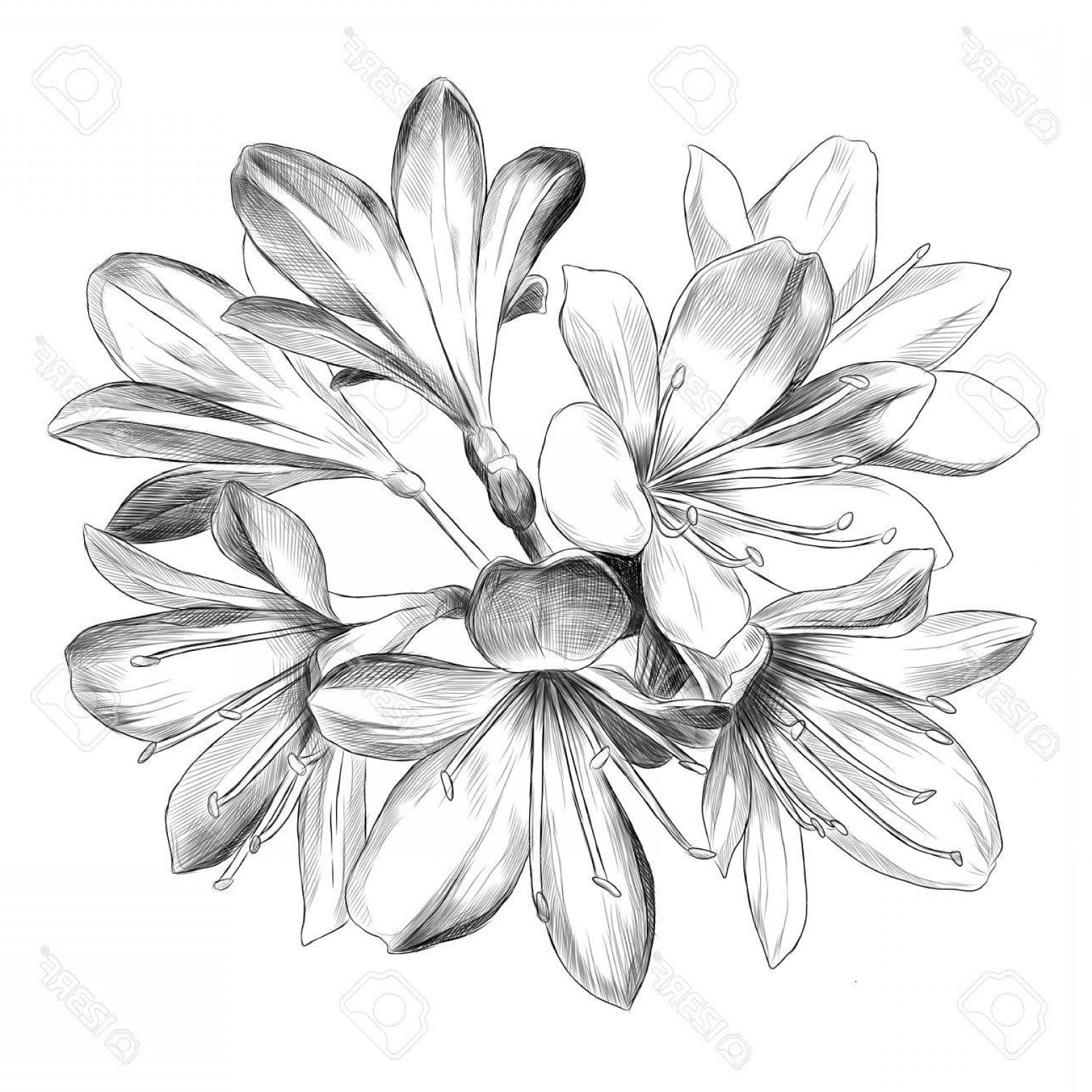 1560x1560 Photostock Vector Lily Bouquet Flowers Sketch Vector Graphics