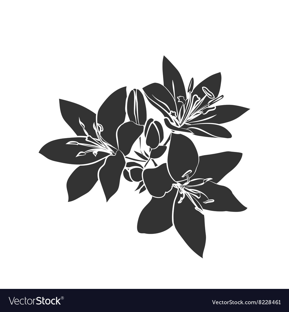 Download Lily Vector at Vectorified.com | Collection of Lily Vector ...