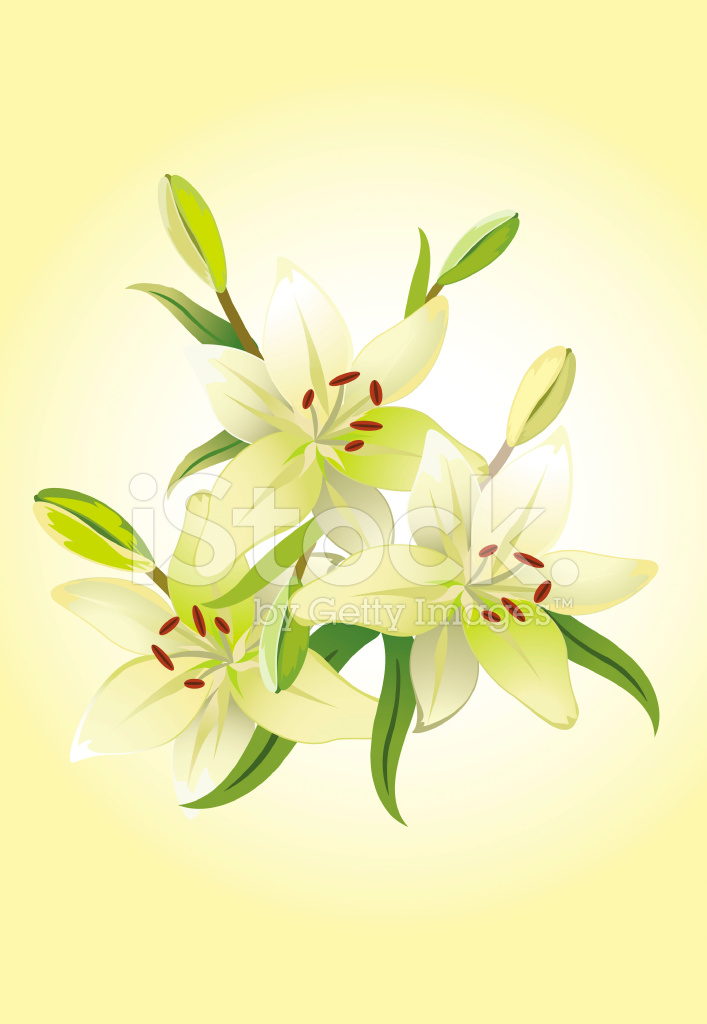 Lily Vector at Vectorified.com | Collection of Lily Vector free for ...