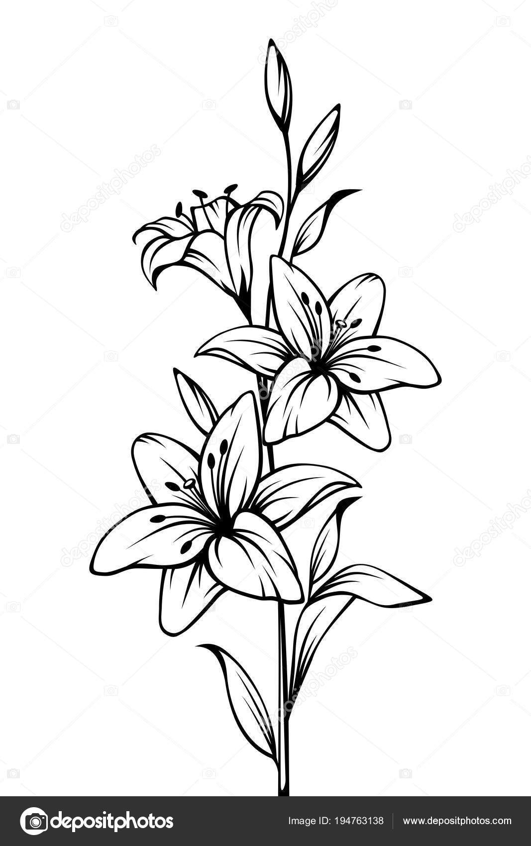 1067x1700 Vector Black White Contour Drawing Lily Flower Notan Drawing